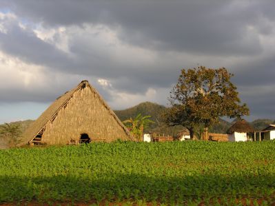 Vega de tabaco